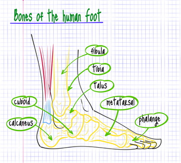 Potential foot fractures