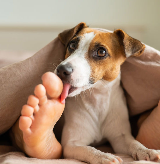 Why do Dogs lick your Feet?