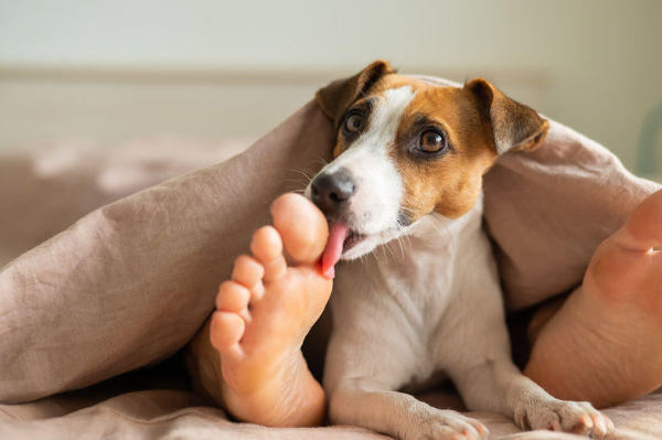 dog on bed licking mistress feet